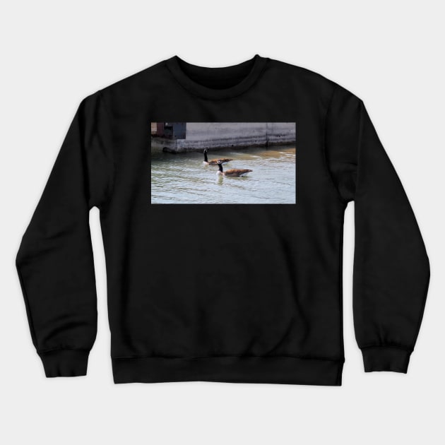 Canada Goose Staring Crewneck Sweatshirt by BackyardBirder